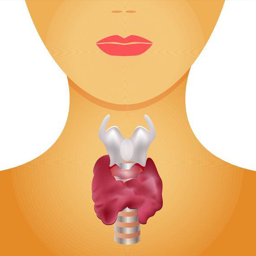 Free Thyroxine (Free T4)