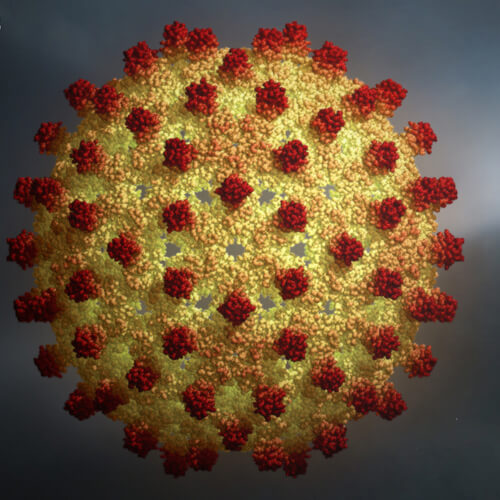 Hepatitis B Surface Antigen (Hep B)