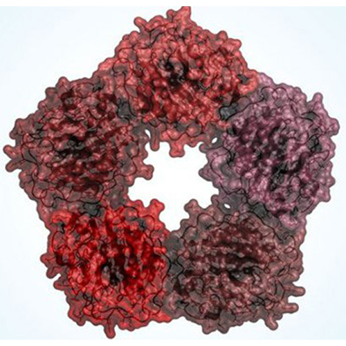 C-Reactive Protein (CRP)