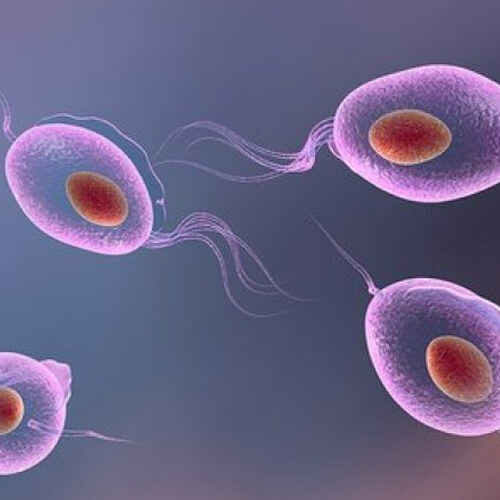 Trichomonas