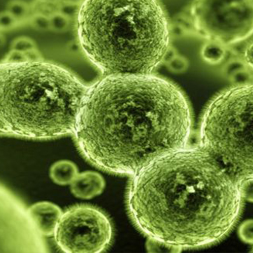 Mold Panel (24 Allergens)